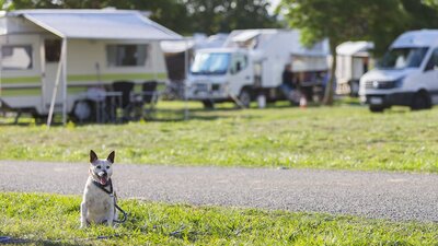 Dog sitting among campervans