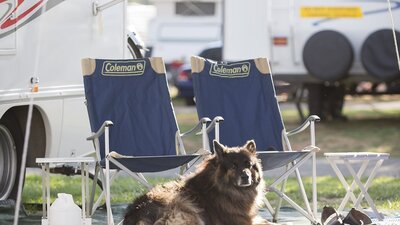 Dog relaxing outside his campervan