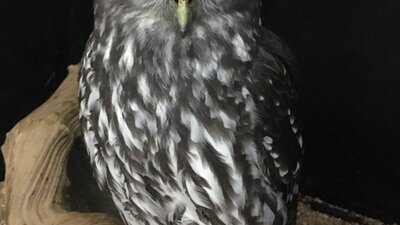 Our barking owl is often on display