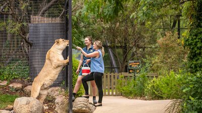 Zoo Keeper and guests feeding a tawny lion through the fence at the national zoo and aquarium