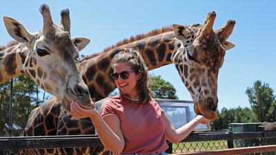 Woman feeding 2 giraffes with her hands during an encounter at the National Zoo and Aquarium