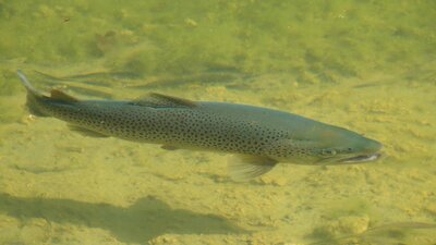 Cruising brown trout