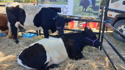 Belted Galloway Cattle lying down in pen