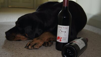 Dog Trap's wine and their dog