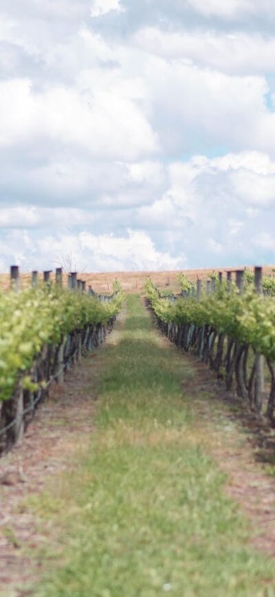 Rows of Grapes at the Four Winds Vineyard