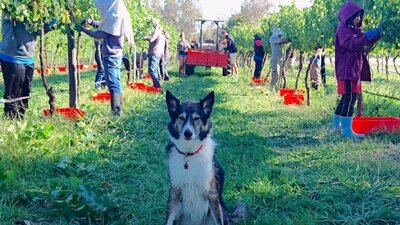 People picking wine grapes, with tractor in background and dog sitting in foreground