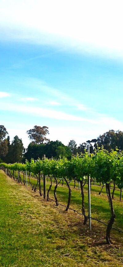 Photo of Murrumbateman Winery vineyard
