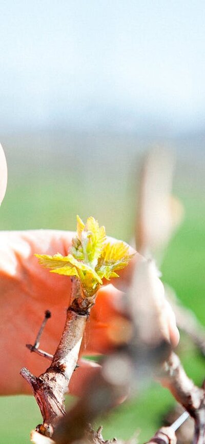 Young grape shoot in early spring