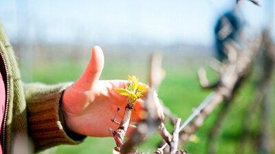 Young grape shoot in early spring