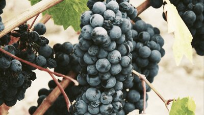 CGT Wine Tour - grapes on a vine