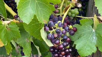 Wine making grapes
