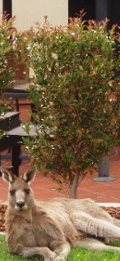 Kangaroo lying on the grass outside one of the rooms