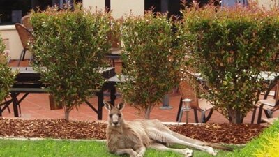 Kangaroo lying on the grass outside one of the rooms