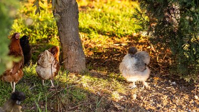 Visit the chickens and collect farm fresh eggs