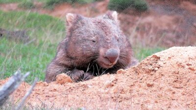 Wombat poking his head out of a sandy burrow in a green grassy paddock.