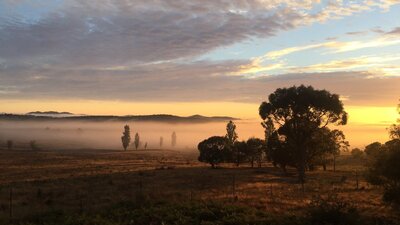 Sunrise over misty paddock with scattered cloud and dark silhouetted eucalypts & poplar trees.