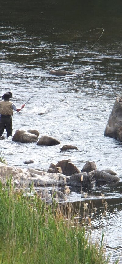 Man fly fishing for trout in the river