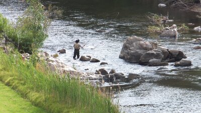 Man fly fishing for trout in the river