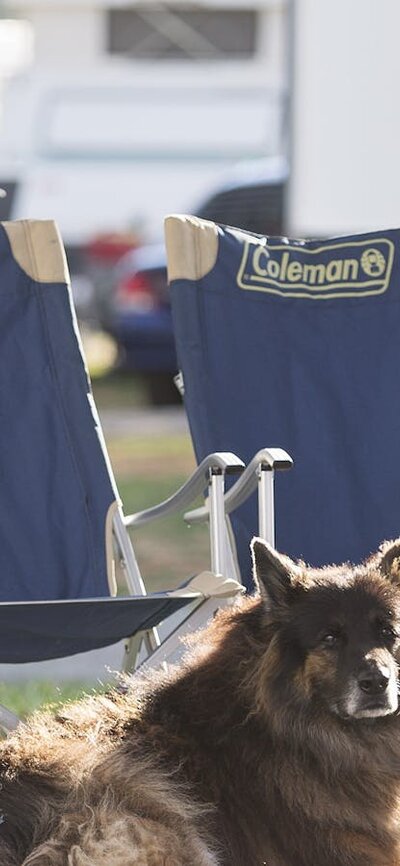 Dog relaxing outside his campervan