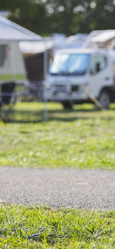 Dog sitting among campervans