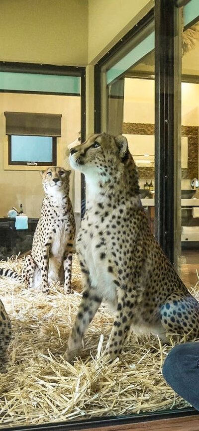 Guests admiring 3 cheetah brothers from the comfort of their Jungle Bungalow