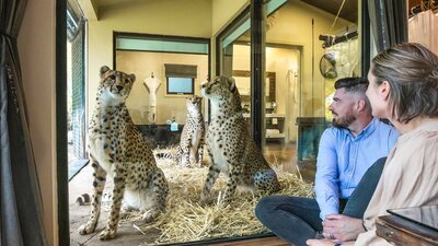 Guests admiring 3 cheetah brothers from the comfort of their Jungle Bungalow