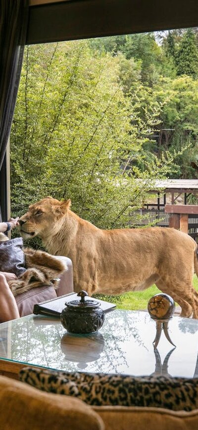 2 Guests admiring tawny lions from their Jungle Bungalow