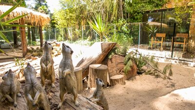 Family of 5 meerkat brothers in an enclosure that is viewed from the Jamala Meerkat Room