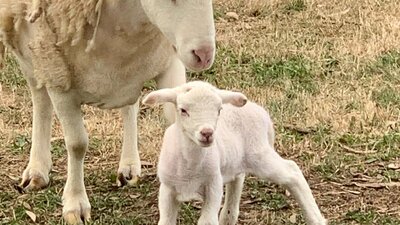 New lambs twice a year