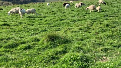 sheep and lambs in view of both cabins