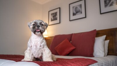 Puppy enjoys pet friendly room at Mercure Canberra
