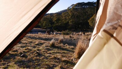 Photo of view of kangaroos, looking out from inside of tent