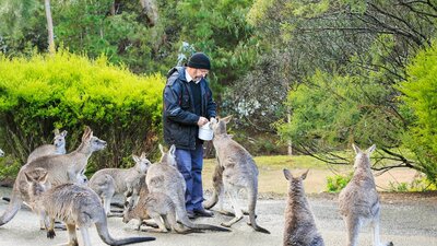 Man feeding a group of friendly kangaroos at Reflections Holiday Parks Burrinjuck Waters