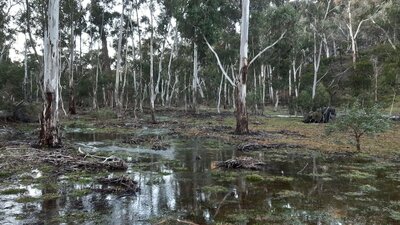 Grassy woodlands, upper valley floodplain & aquifer recharge zone of the George's Creek catchment saturated in the wet La Niña climate cycle of 2020-21
Water rushes down till the valley spreads out, it then slows down dropping sediments & leaf litter out. 