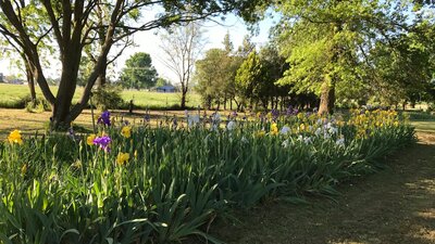 The Violet Farm