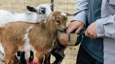 Tiny Tails Farm Stay