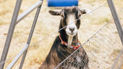 Tiny Tails Farm Stay