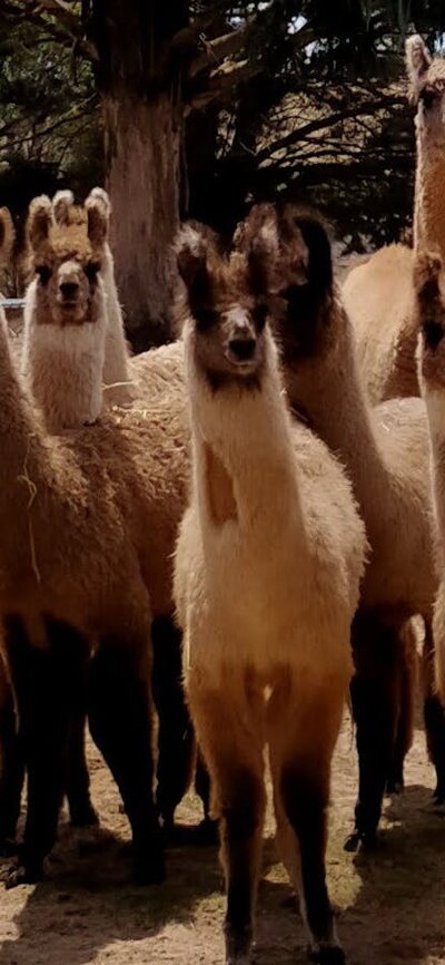 A group of around 15 llamas from babies to adults grouped together and looking towards the camera