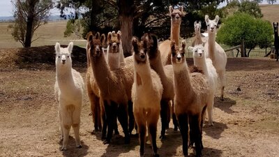 A group of around 15 llamas from babies to adults grouped together and looking towards the camera