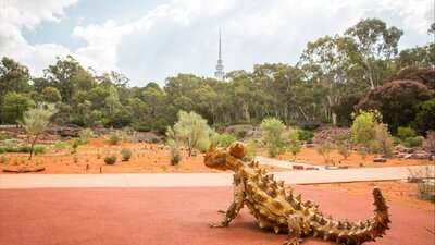 Red Centre Garden