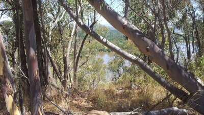 Views from the bush walk Views from the bush walk