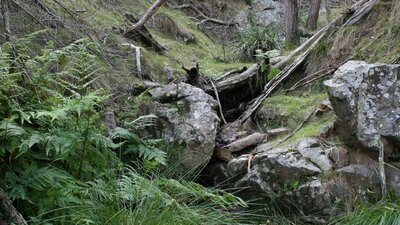 Fern Gully, Black Mountain