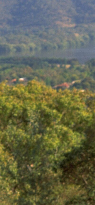 See wildlife on the Canberra Centenary Trail Kangaroos