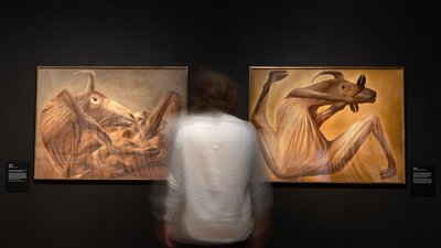 A person observing two paintings of bull carcass' by Sidney Nolan at Canberra Museum + Gallery