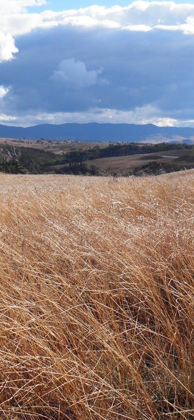 Kama Nature Reserve, Canberra Nature Park Grasses in Kama Nature Reserve