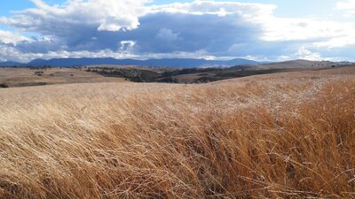 Grasses in Kama Nature Reserve