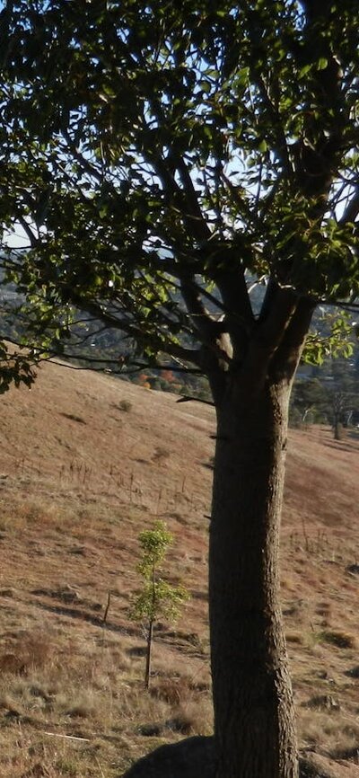 Urambi Hills walking track Urambi Hills walking track
