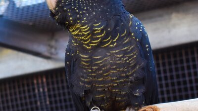 red tailed black