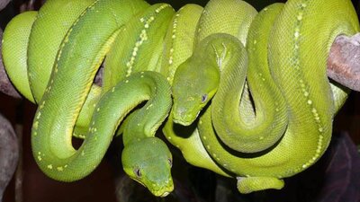 Aussie green tree pythons