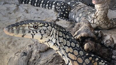 Varanus Perentheses